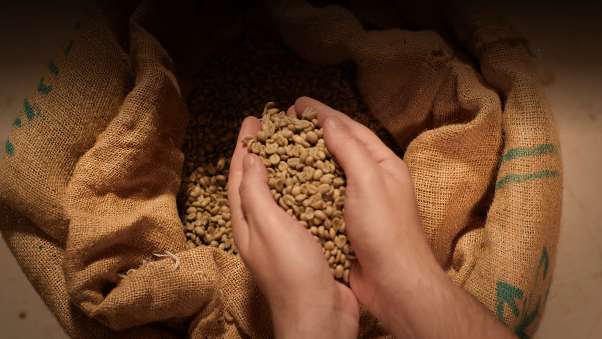 Hands holding green coffee beans inside a burlap sack